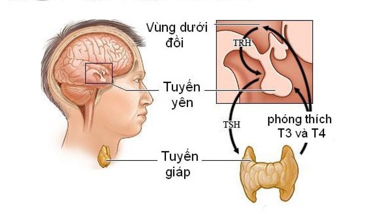 3 vùng có liên hệ chặt chẽ với nhau: vùng dưới đồi, tuyến yên, tuyến giáp